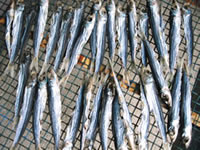 うるめ丸干 50g